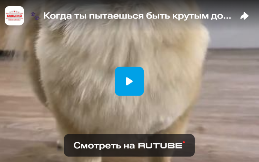 Когда ты пытаешься быть крутым дома, а твой питомец — главный судья! 