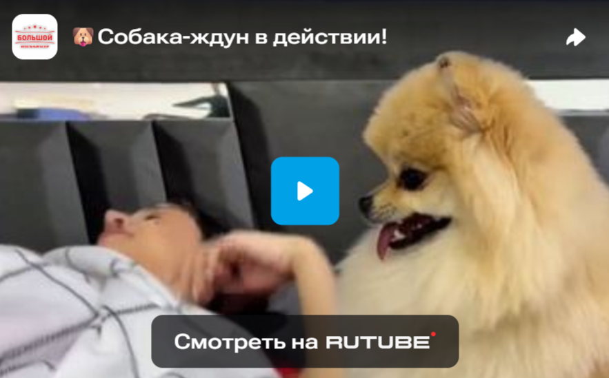 Собака-ждун в действии!